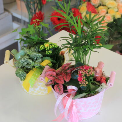 Beltéri összeültetés