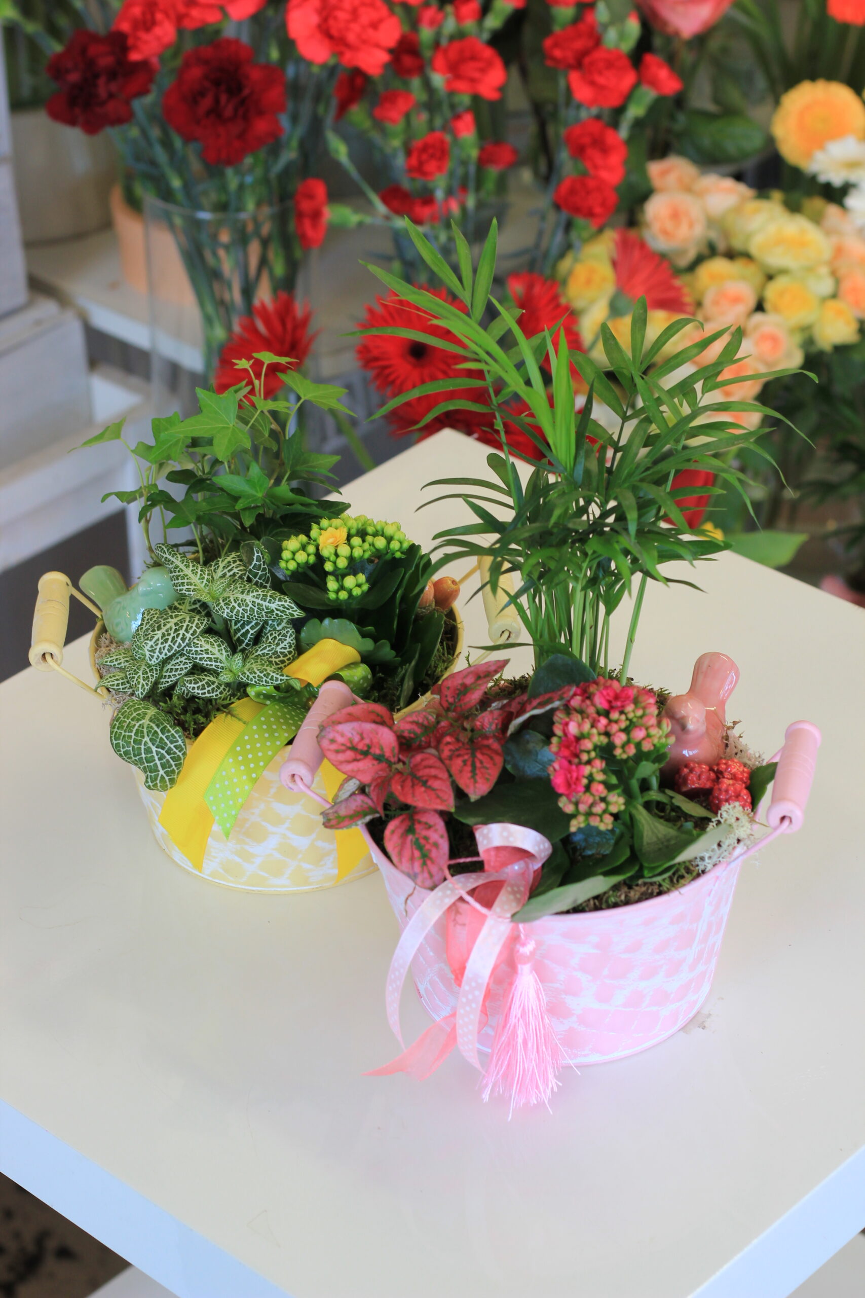 Beltéri összeültetés